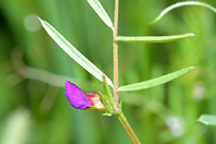 Vicia sativa